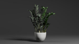 Zamioculcas zamiifolia
