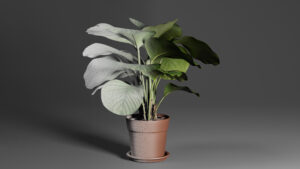 Calathea Orbifolia